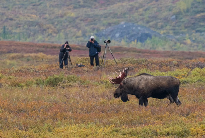 Two men shooting wildlife photography of a bull moose in Denali National Park