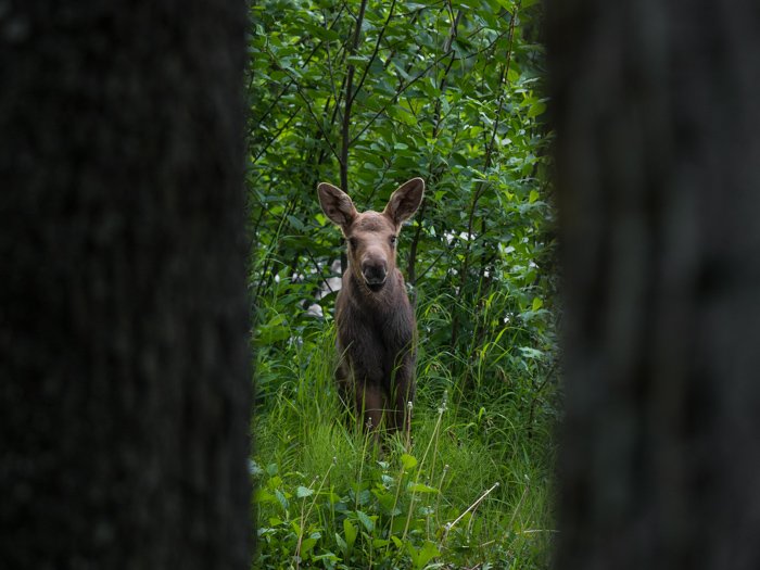 Wildlife photography of a deer framed by trees