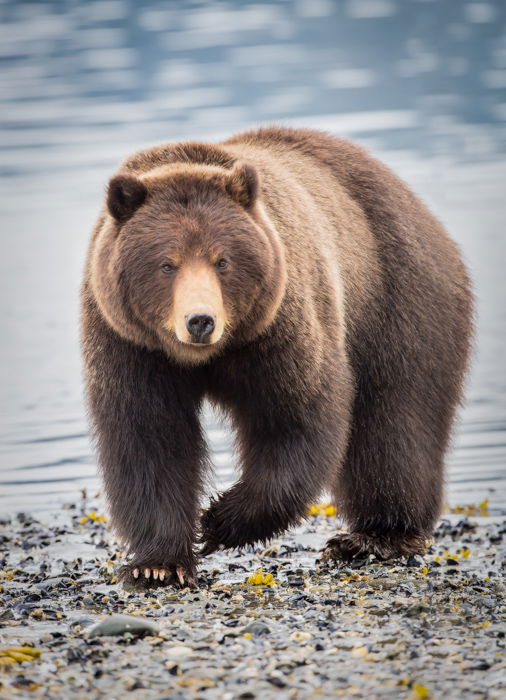 lose up wildlife photography of a brown bear