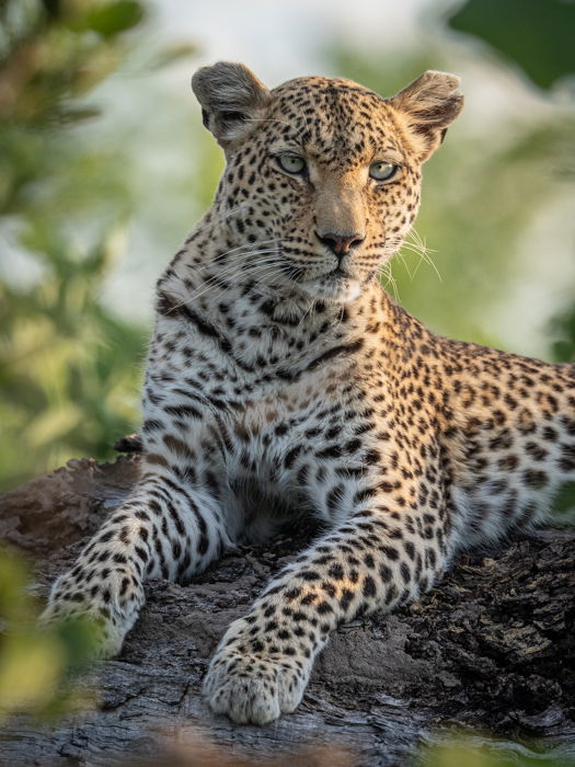 Close up wildlife photography of a leopard resting