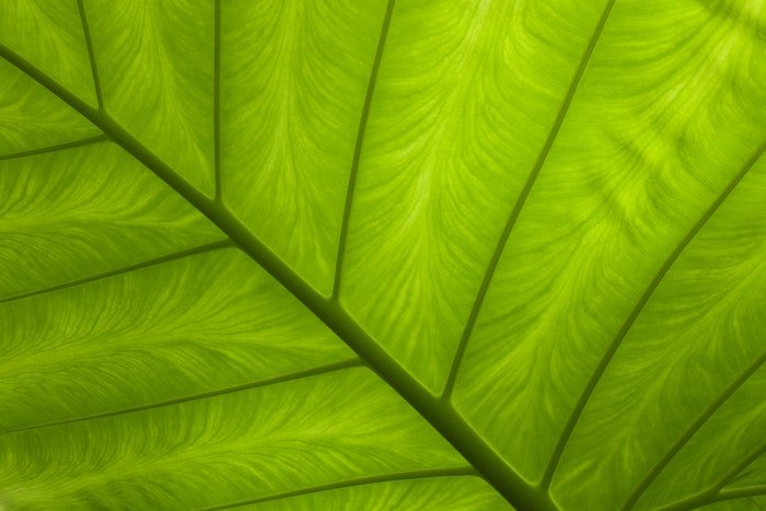 close-up photo of the veins of a leaf