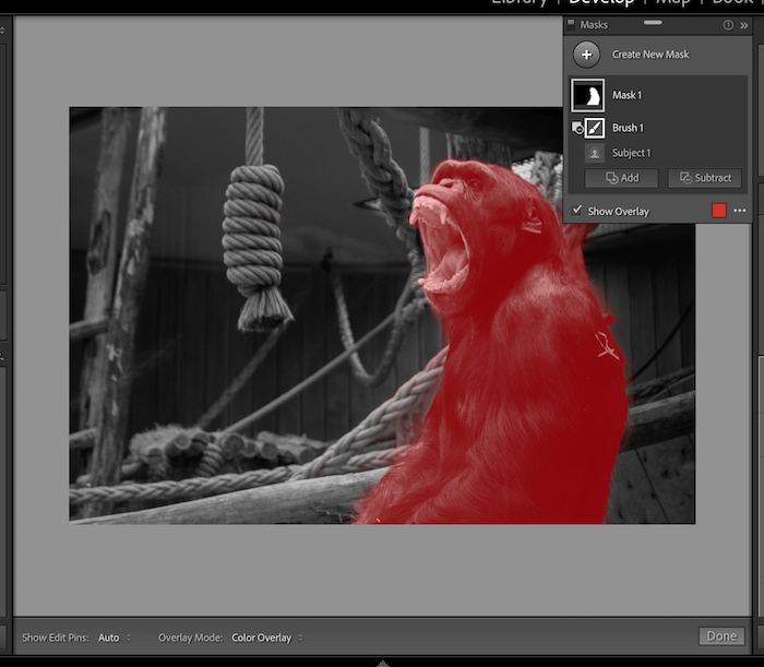 Screenshot of Lightroom brush adjustments on a subject mask over a gorilla