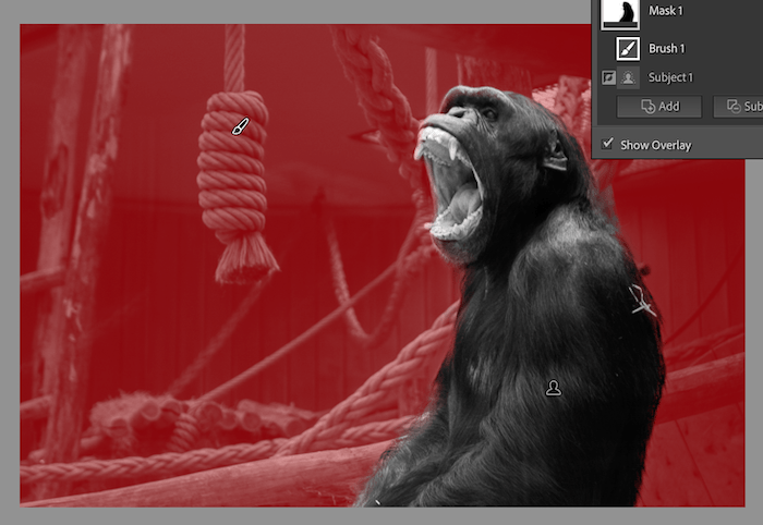 Screenshot of an Inverted mask in Lightroom selecting the background behind a gorilla