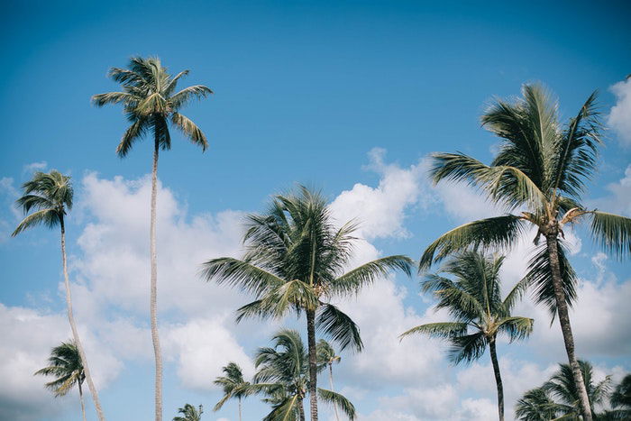 Palm trees against a blue sky