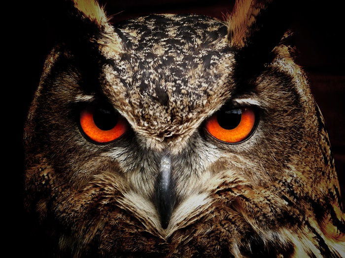 11 Best Tips for Shooting Professional Owl Photography - 68