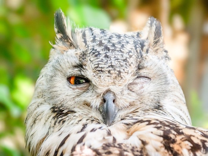 close-up photo of an owl