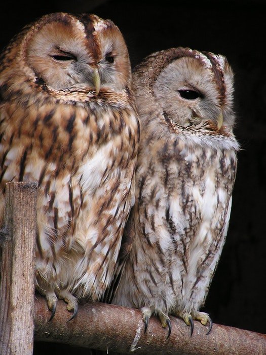 photo of two owls sitting on a branch