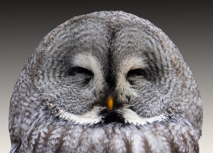 close-up photo of an owl with closed eyes