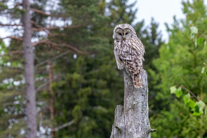 photo of an owl sitting on a tree trunk