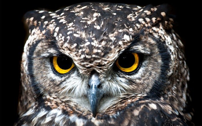 close-up photo of an owl
