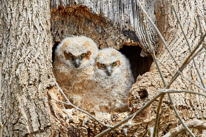 photo of baby owls in their nest