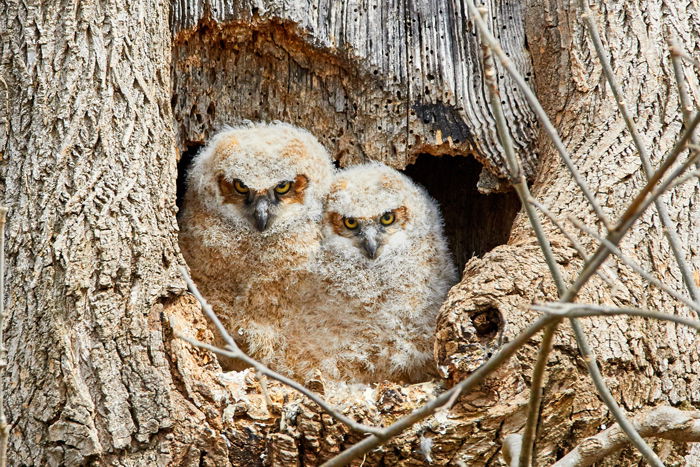 11 Best Tips for Shooting Professional Owl Photography - 52