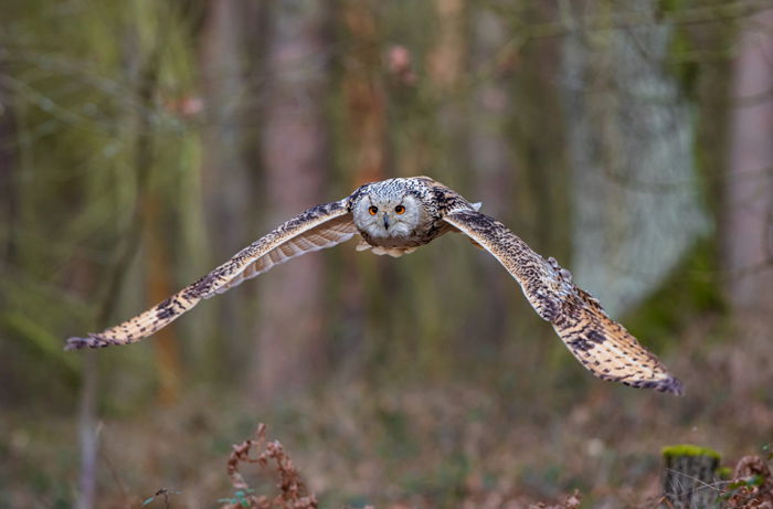 photo of a flying owl