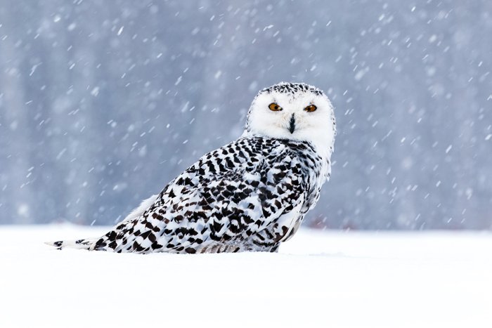photo of an owl in the snow