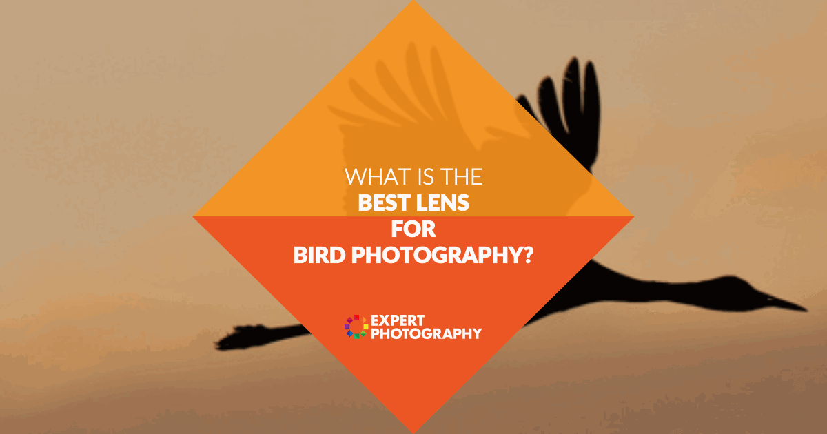 The Best Lens For Bird Photography In 2024 (Updated)