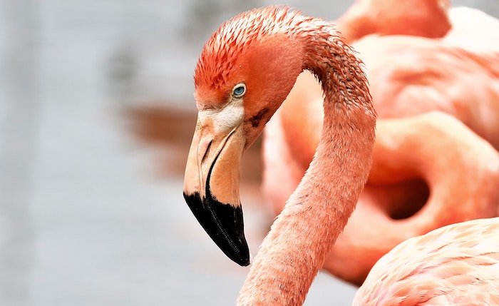 Close-up photo of a pink flamingo