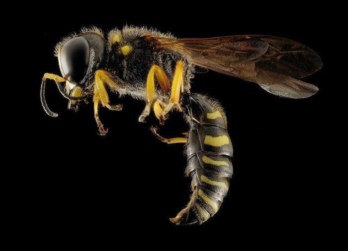 Macro shot of a wasp
