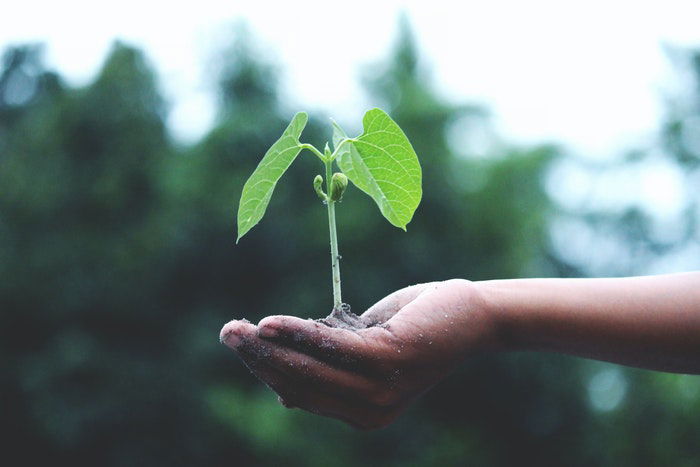 A hand holding a sprouting plant