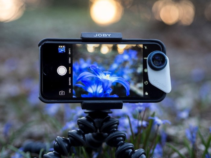 Taking a time lapse photo of a flower with a smartphone and tripod