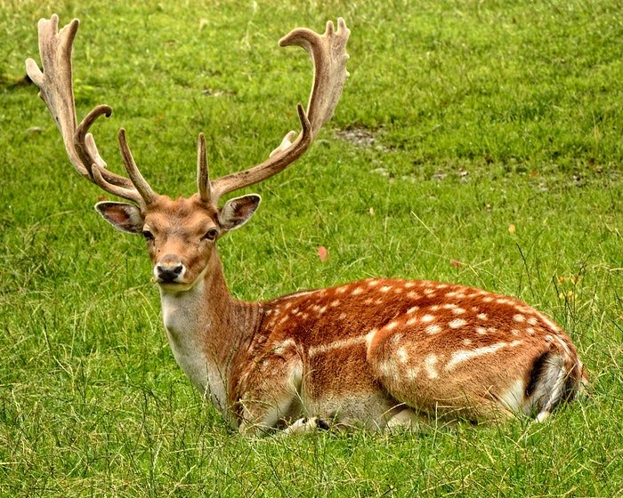 photo of a deer lying in the grass
