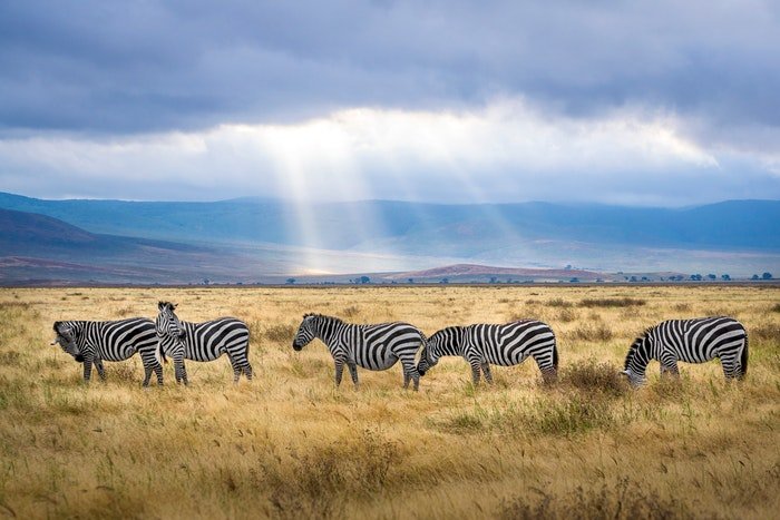 photo of a group of zebras on the savannah