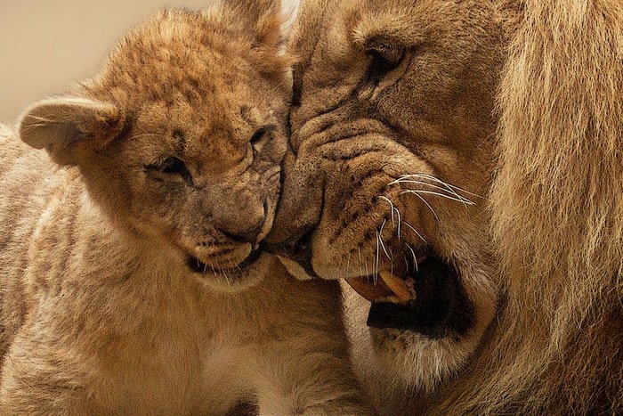 close-up photo of lions pressing their heads together
