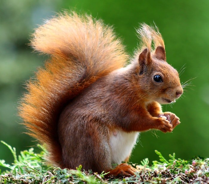 close-up photo of a squirrel