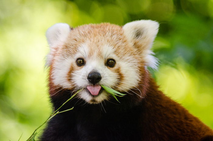 close-up photo of a red panda