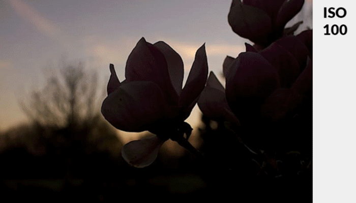 Animated GIF of a pink flower in low light demonstrating changing exposure with ISO