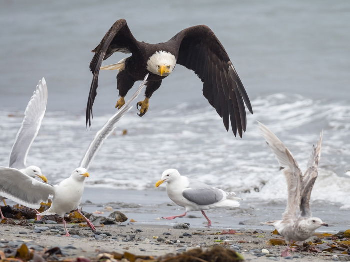 Photo shows epic battle between Bald Eagle, seagulls in Alaska