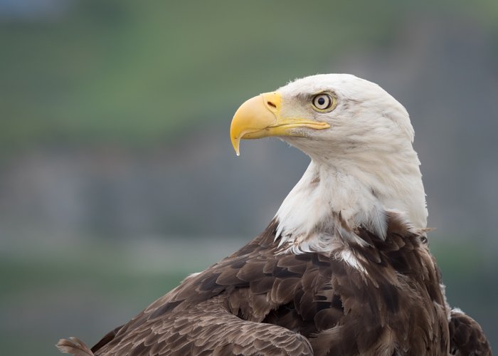 A bald eagle photo