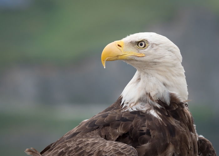 The African Fish Eagle - Know your subject - Bird photography