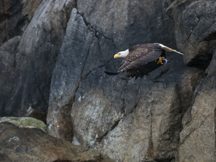 bald eagle in flight