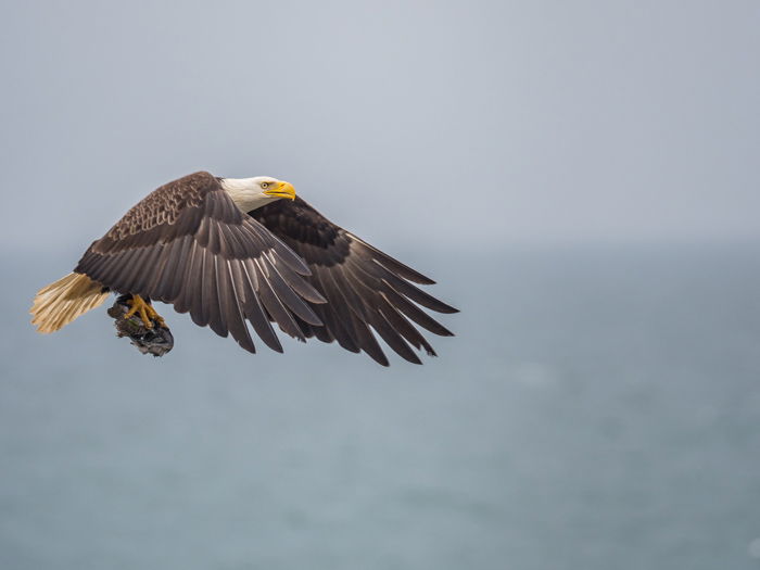 A bald eagle in flight