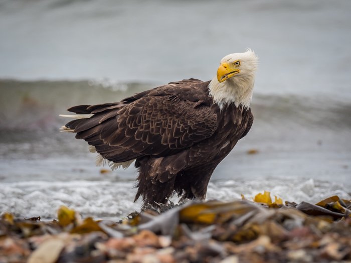 Bald eagle at a seashore