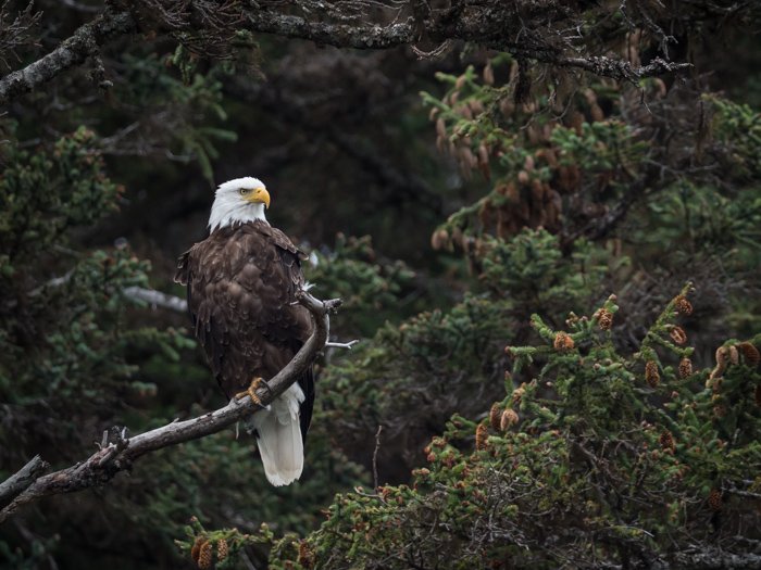 A bald eagle pic resting on a branch