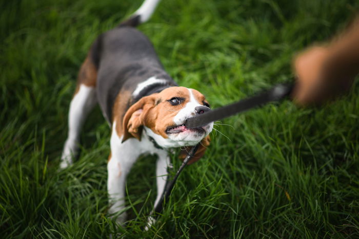 a dog and its owner playing with the leash