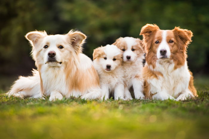 photo of two dogs and their puppies sitting in the park