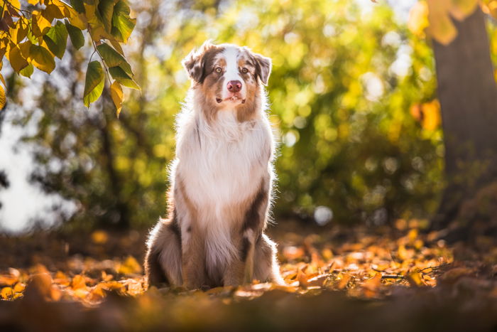 how do you photograph dog portraits