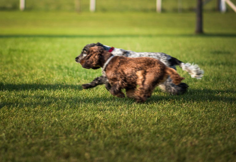 15 Best Dog Photography Tips (For Perfect Pet Portraits)