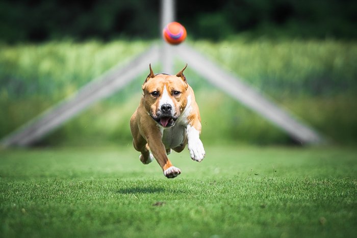 action shot of a dog running after a ball