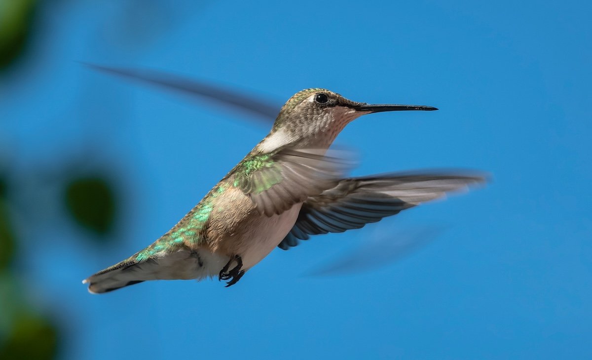 A hummingbird in flight to illustrate exposure in photography