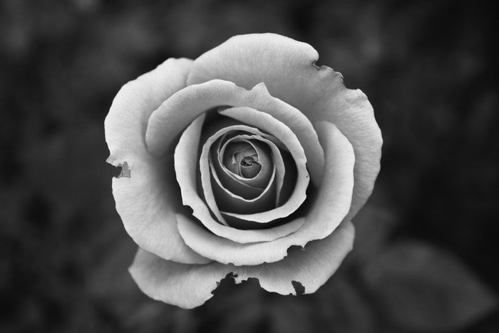 Black and white close up image of a rose 