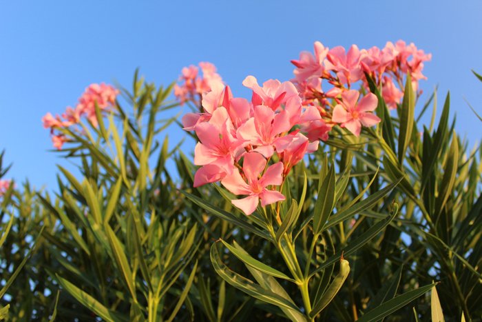 an image of pink flowers against a blue sky