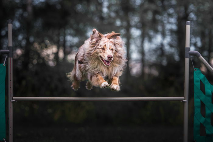 a dog jumping over an obstacle