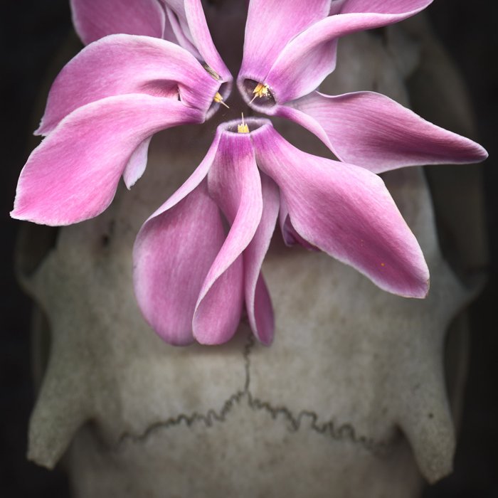 Scanography with flowers and skull