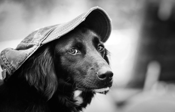 a sharp portrait of a dog wearing a hat