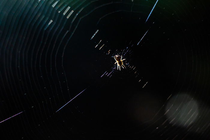 macro photo of a spider in its web