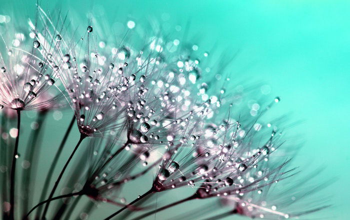 macro photo of flowers with raindrops