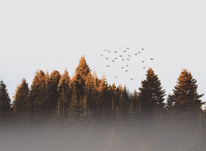 Minimal composition of birds flying over trees